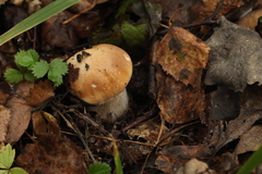 Boletus betulicola