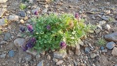 Dracocephalum pinnatum