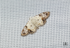 Araeopteron epiphracta