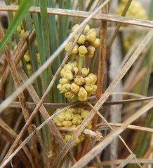Lomandra collina