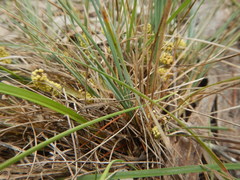 Lomandra collina