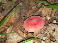 Russula pseudointegra