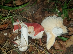 Russula pseudointegra
