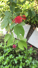 Calliandra tergemina emarginata