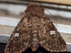 Properigea albimacula