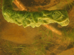 Spongilla lacustris