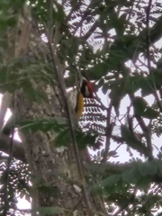 Chrysocolaptes festivus