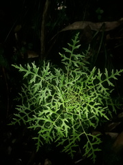 Centropogon dissectus