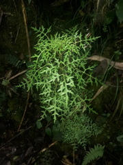 Centropogon dissectus