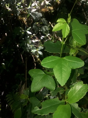 Passiflora cumbalensis