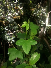 Passiflora cumbalensis