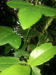 Passiflora cumbalensis