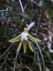 Dendrobium striolatum