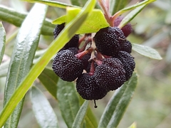 Comarostaphylis glaucescens