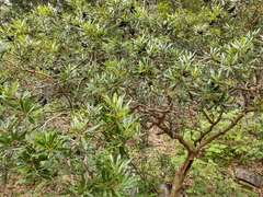 Comarostaphylis glaucescens