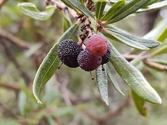 Comarostaphylis glaucescens