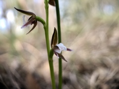 Prasophyllum brevilabre