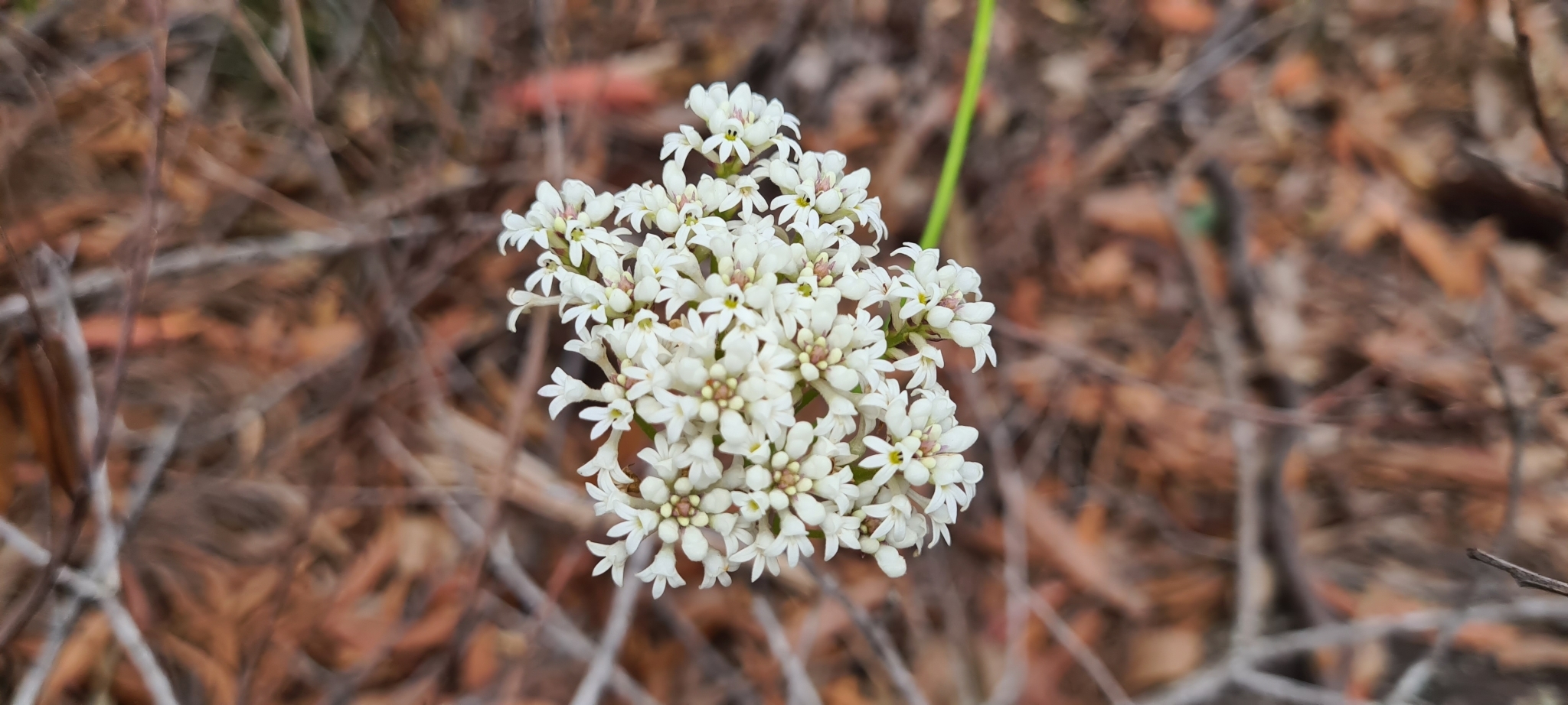 Conospermum longifolium