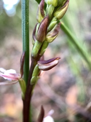 Prasophyllum brevilabre