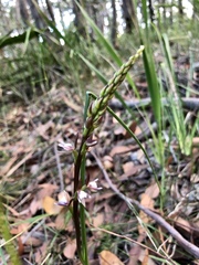 Prasophyllum brevilabre