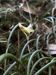 Dendrobium striolatum