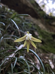 Dendrobium striolatum