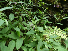 Solanum pittosporifolium
