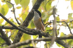 Pteruthius rufiventer