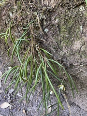 Dendrobium striolatum