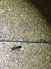 Camponotus texanus
