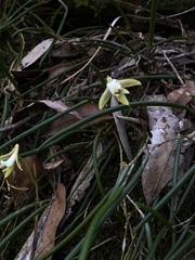 Dendrobium striolatum