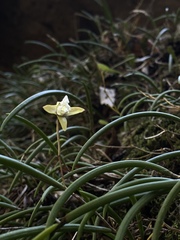 Dendrobium striolatum