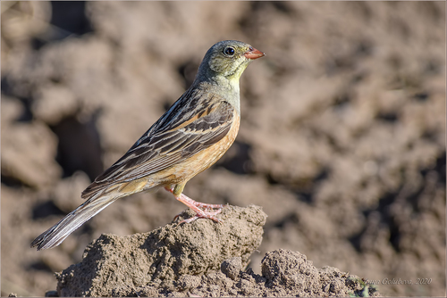 Ortolan Bunting