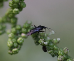 Plagiognathus arbustorum