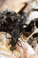 Mydidae