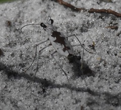 Ellipsoptera hirtilabris