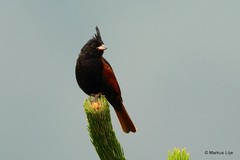 Emberiza lathami