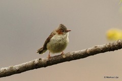 Staphida castaniceps