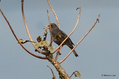 Turdus unicolor
