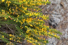 Aotus lanigera