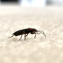 Melacoryphus rubicollis