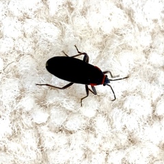 Melacoryphus rubicollis