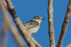 Cnemotriccus fuscatus