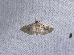 Palpita arsaltealis