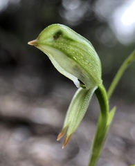 Pterostylis longifolia