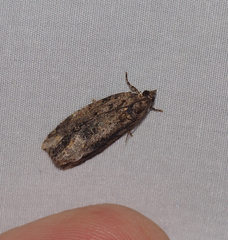 Thrincophora