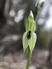 Pterostylis longifolia