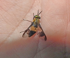 Chrysops viduatus