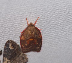 Enchocrates glaucopis