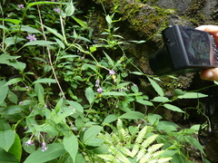 Solanum pittosporifolium